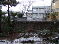 [写真: 庭に降る雪(2)]