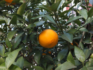 [写真: 何かの柑橘(文旦?) 1]