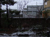 [写真: 庭に降る雪(1)]